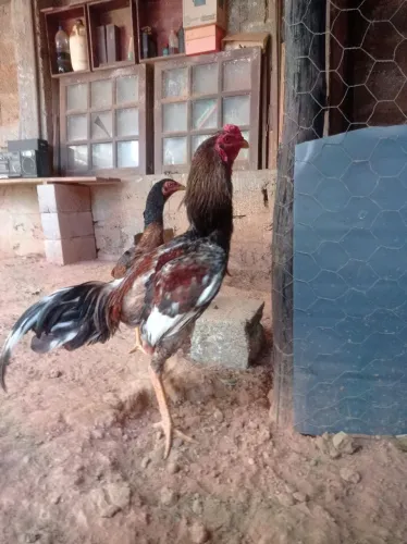Galo Índio