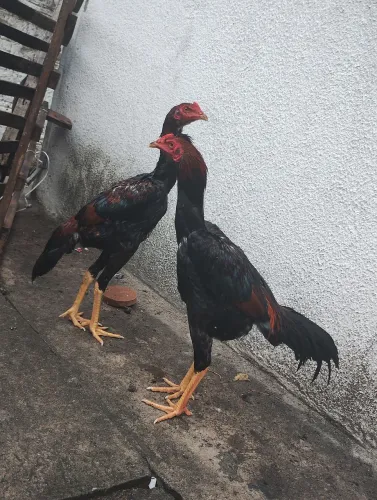 Animais de raça
