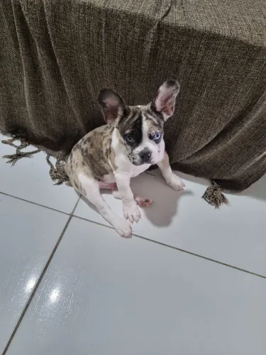 Buldogue francês Merle
