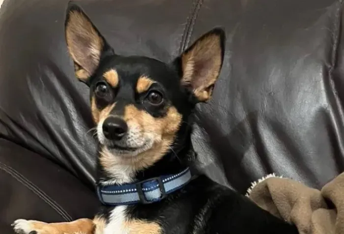 Pinscher puro com otima linhagem 