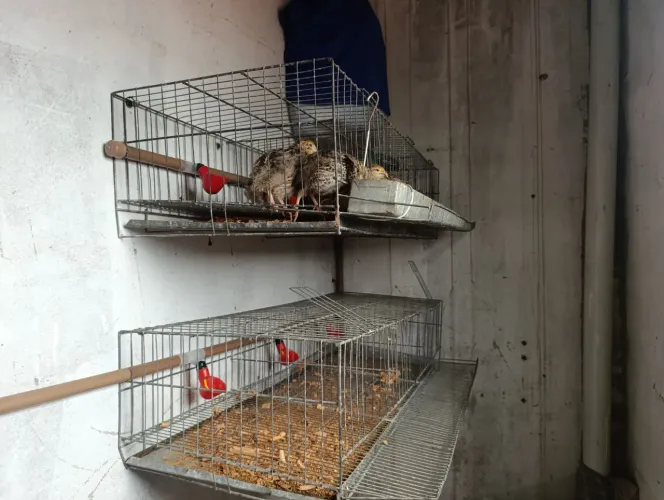 2 gaiolas para codornas