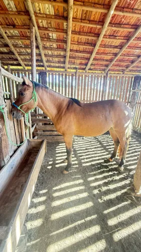 Vendo égua criola boa e lida mais informações no pv 