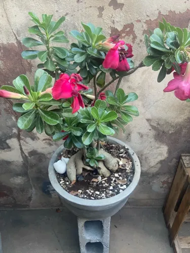 Rosas-do-Deserto à Venda - Mudas e Plantas Grandes