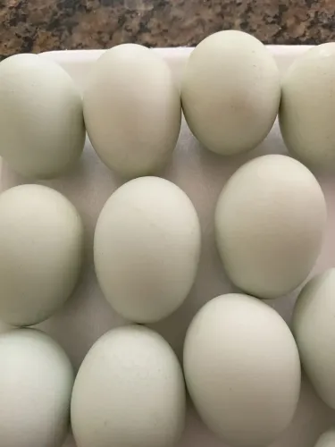Galinha ameraucana raça pura