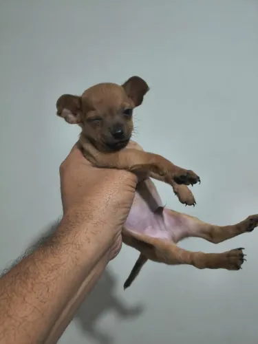 Pinscher