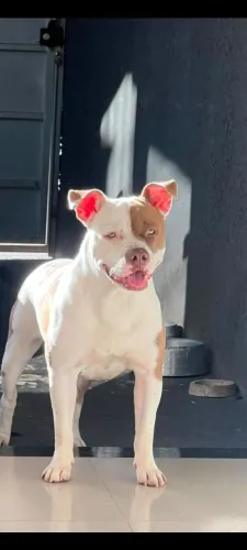 Filhotes de Pitbull