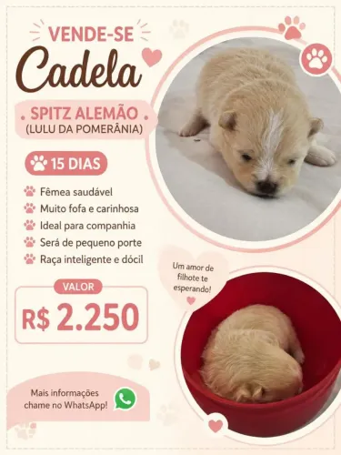 Lulu da Pomerânia Spitz alemão