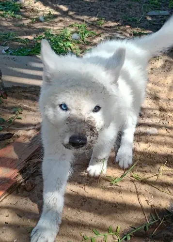 Filhote Husky siberiano 