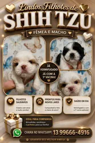 Filhotes de shih tzu