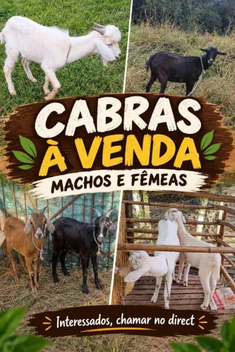 Vendo temos outras cores 