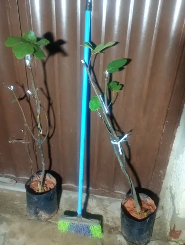 MUDA DE CLONE DE FIGO ROXO ALTAMENTE PRODUTIVO 