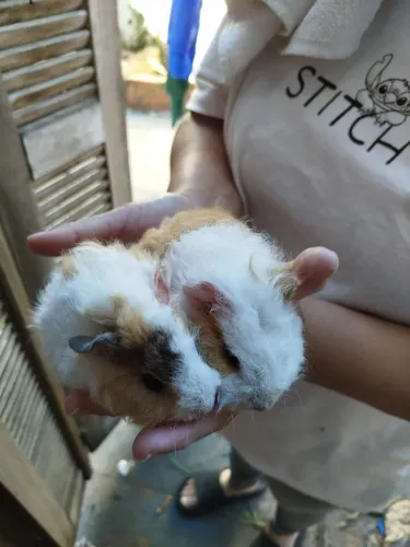 Porquinhos da Índia