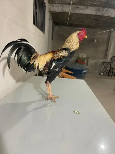 Galo