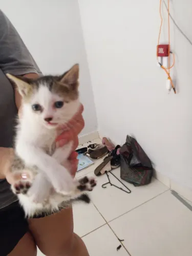 DOA-SE GATOS FILHOTES E UMA ADULTA
