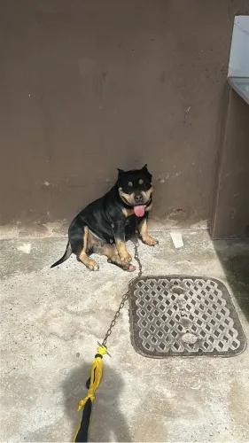 American bully 