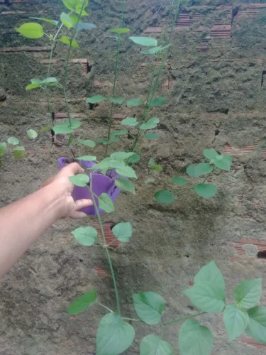 Violeta chinesa