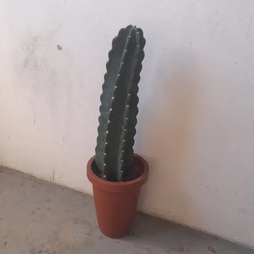 Cacto 