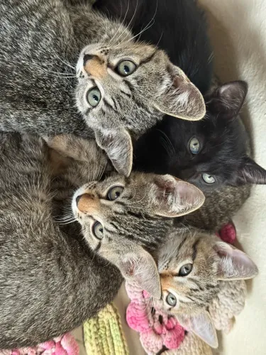 DOAÇÃO DE GATINHOS