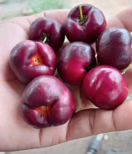 ACEROLA JUNKO NRA309 JAPONESA
