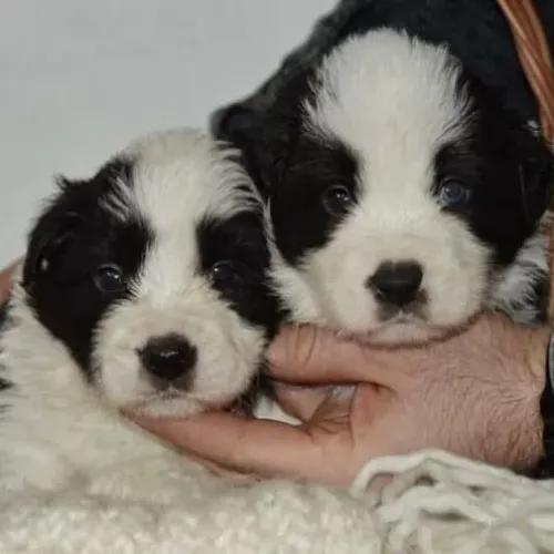 Filhotes de Border Collie | Filhotes para tornar seus dias especiais!