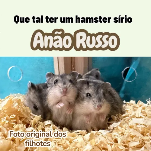 Hamster sírio anão russo