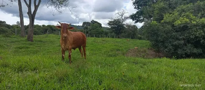 Fazenda de 28,5 alqueires para cria em Rubiataba, GO