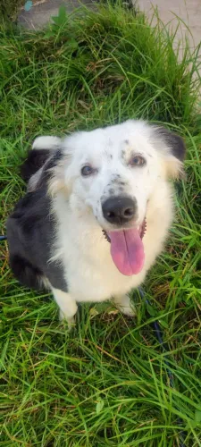 Doação border collie fêmea