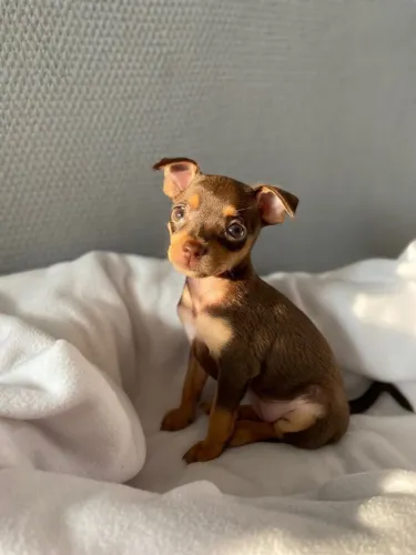 Filhotes De Pinscher - A Vida E Melhor Com Um Cachorro Ao Seu Lado