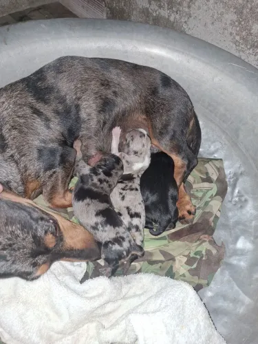 Filhotes de Salsicha (dachshund)