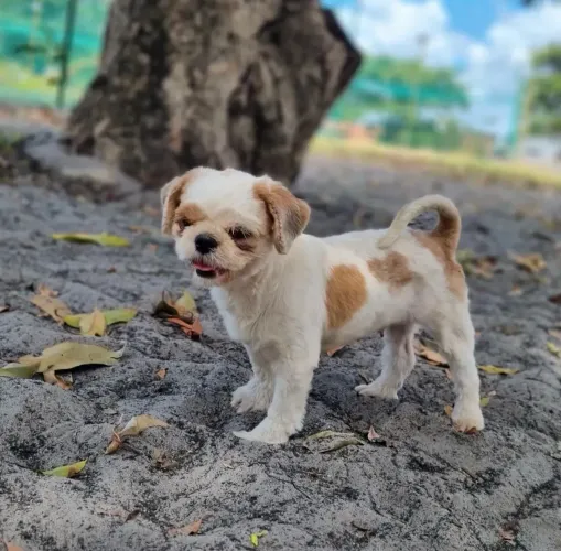 Shih tzu no cio