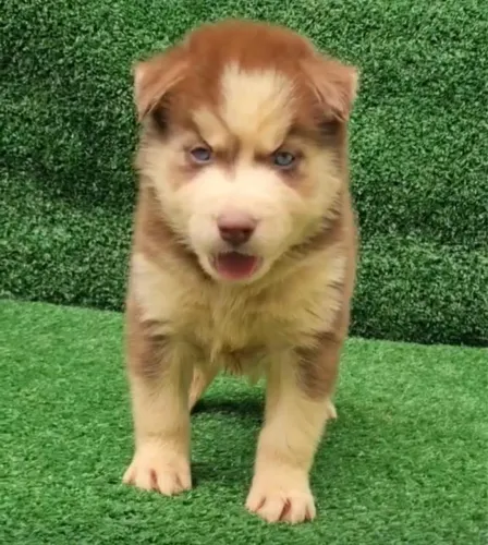 Husky siberiano lindos olhos 