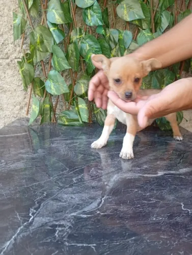 Pinscher Zero Chocolate Macho
