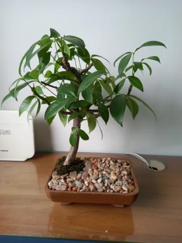 Bonsai 12 anos - Munguba