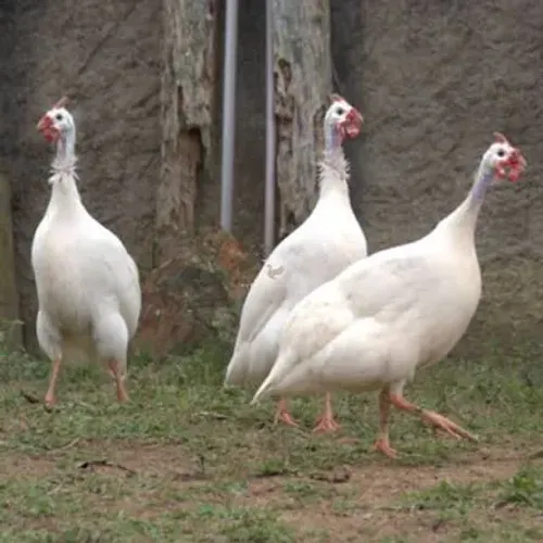 Galinha da angola branca