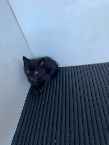 Gatinhos para adoção