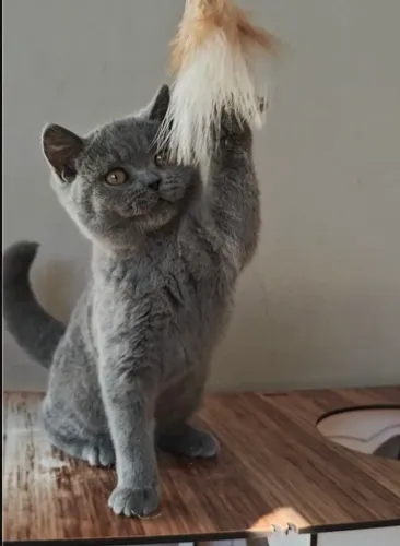 British Shorthair Fêmea, fotos reais SP