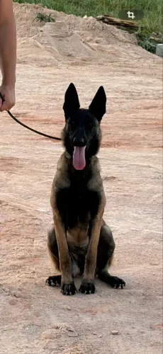 Pastor belga Malinois 