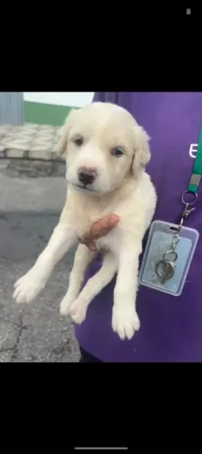 Cachorro Filhote Perdigueiro Português