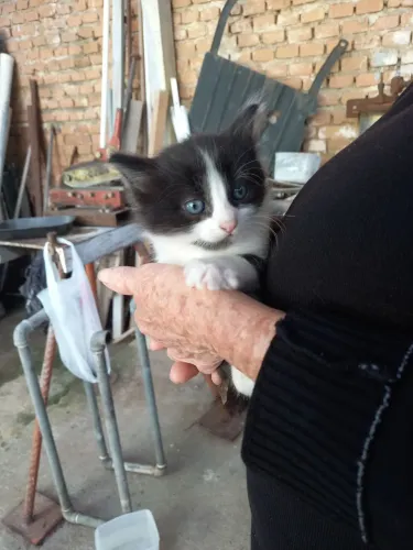 Gatinhos pra doação 