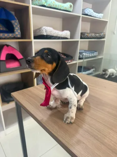 Filhotes Dachshund