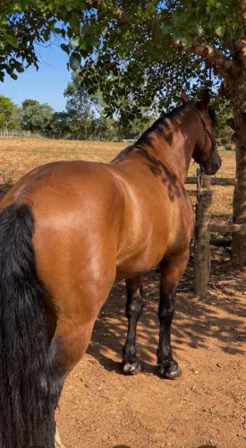 Cavalo Quarto de milha top manso