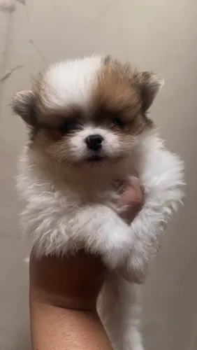 Spitz alemão macho
