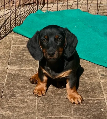 Os mais lindos bebês salsicha com pedigree 