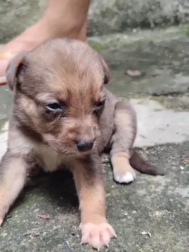 Doação de Cachorro Virala Lata Porte Médio