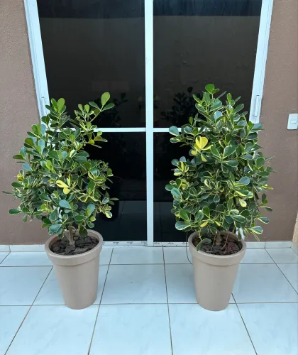 Plantas Naturais em Vasos de Polietileno