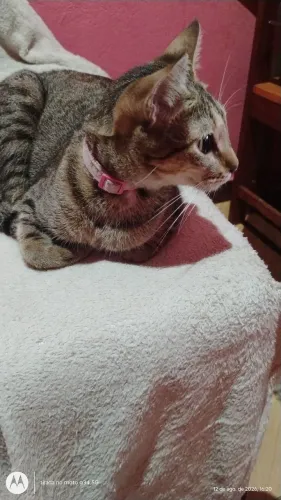 Gatinha fêmea