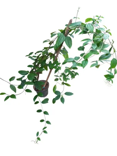 Planta lágrima de Cristo 