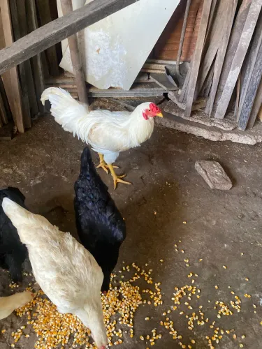 Frango e galo e pato 