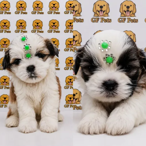 Shihtzu fêmea bicolor disponível