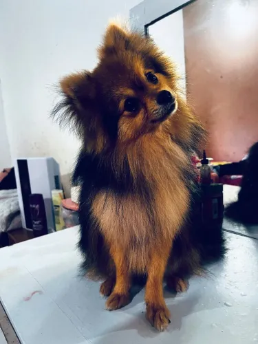 Spitz adulto mini macho